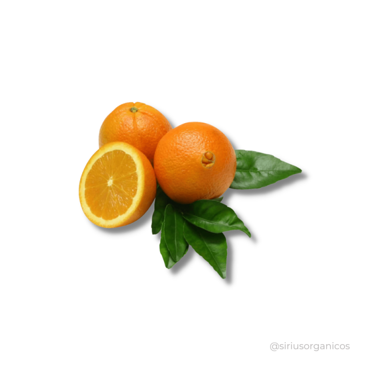 Laranja Bahia