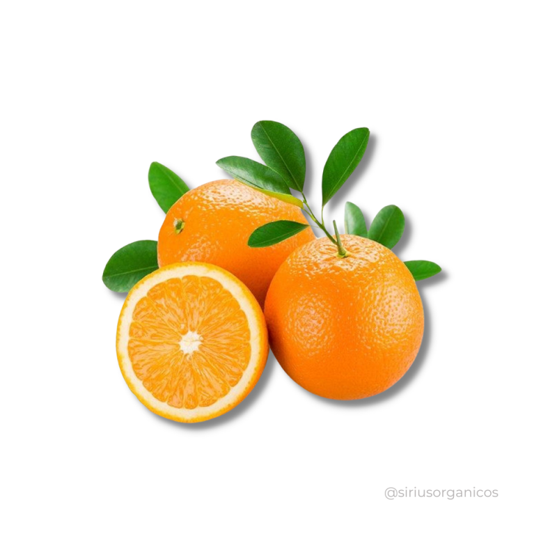 Laranja Valência Rubi 