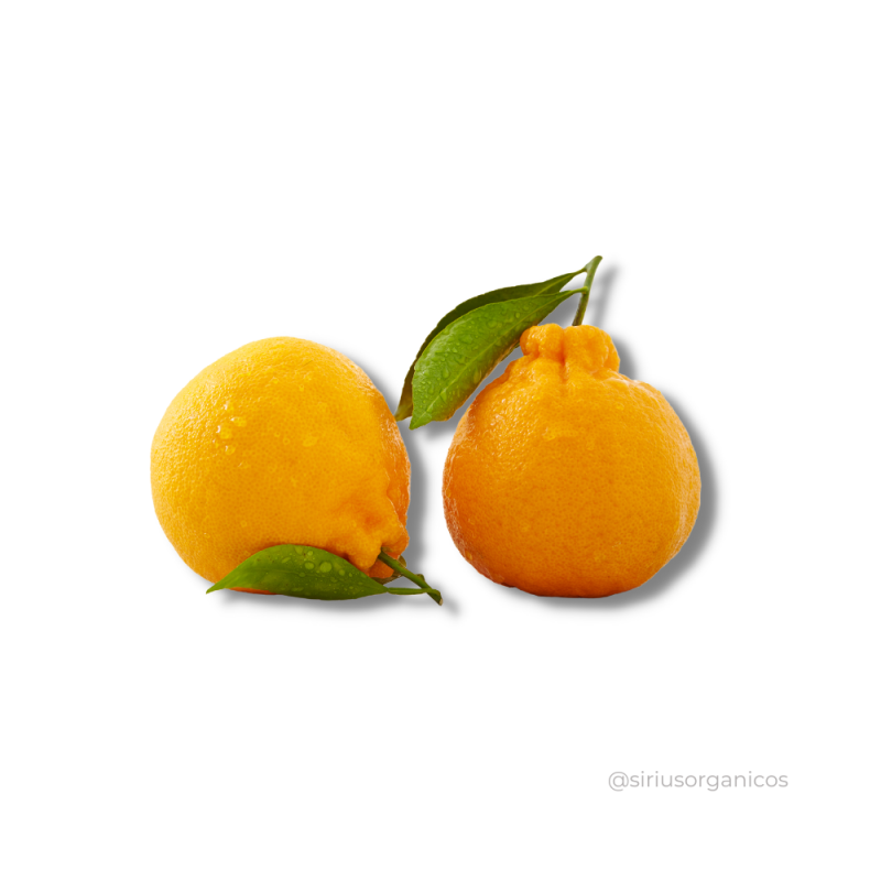 Tangerina Dekopon 