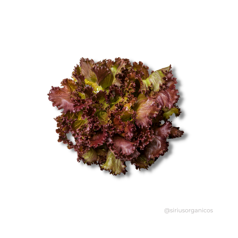 Alface Crespa Roxa